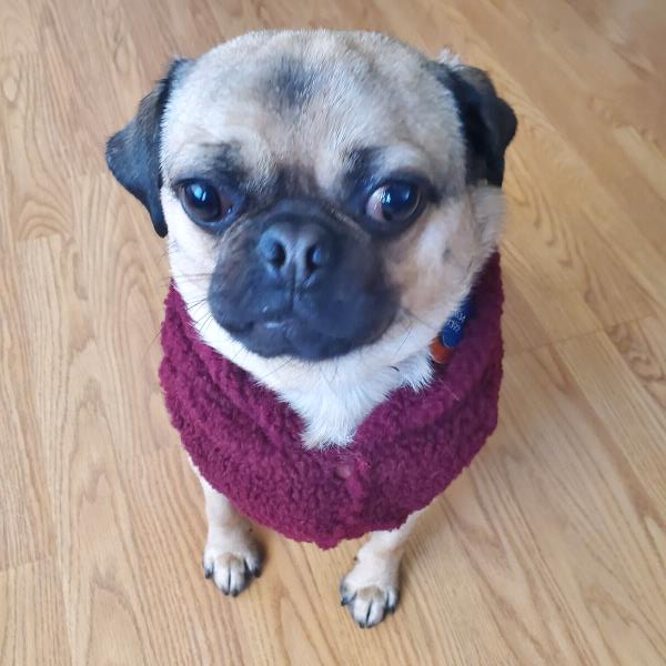 /images/uploads/pug nation rescue of los angeles/pugnation2024/entries/31038thumb.jpg